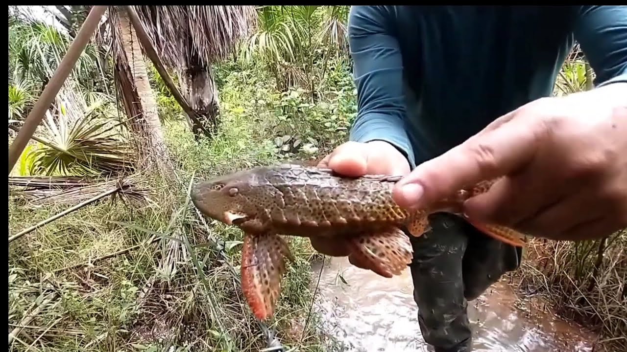É Tenso, É Arriscado, Mas é assim que o ribeirinho pesca o Acari bodó.
