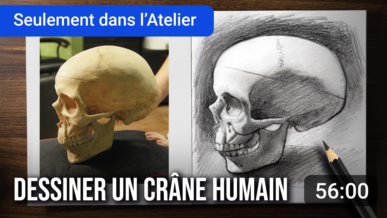 Dessiner un crâne humain