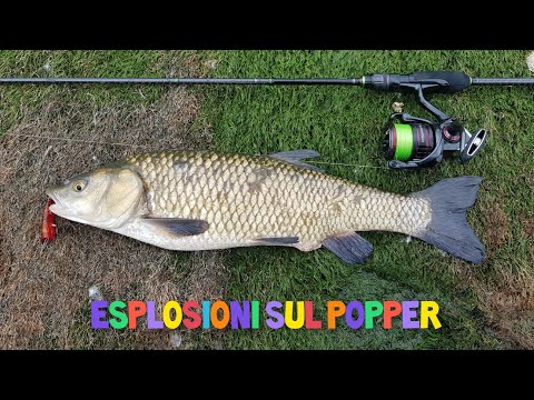 Spinning al Cavedano con piccoli popper. Tanti pesci, tante ESPLOSIONI....