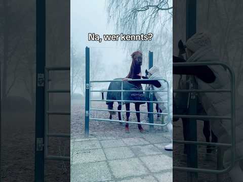 Man möchte rausgehen, aber das Pferd möchte mit.🤣🙈 #pferd #horse #reiten #pferdeliebe #equestrian