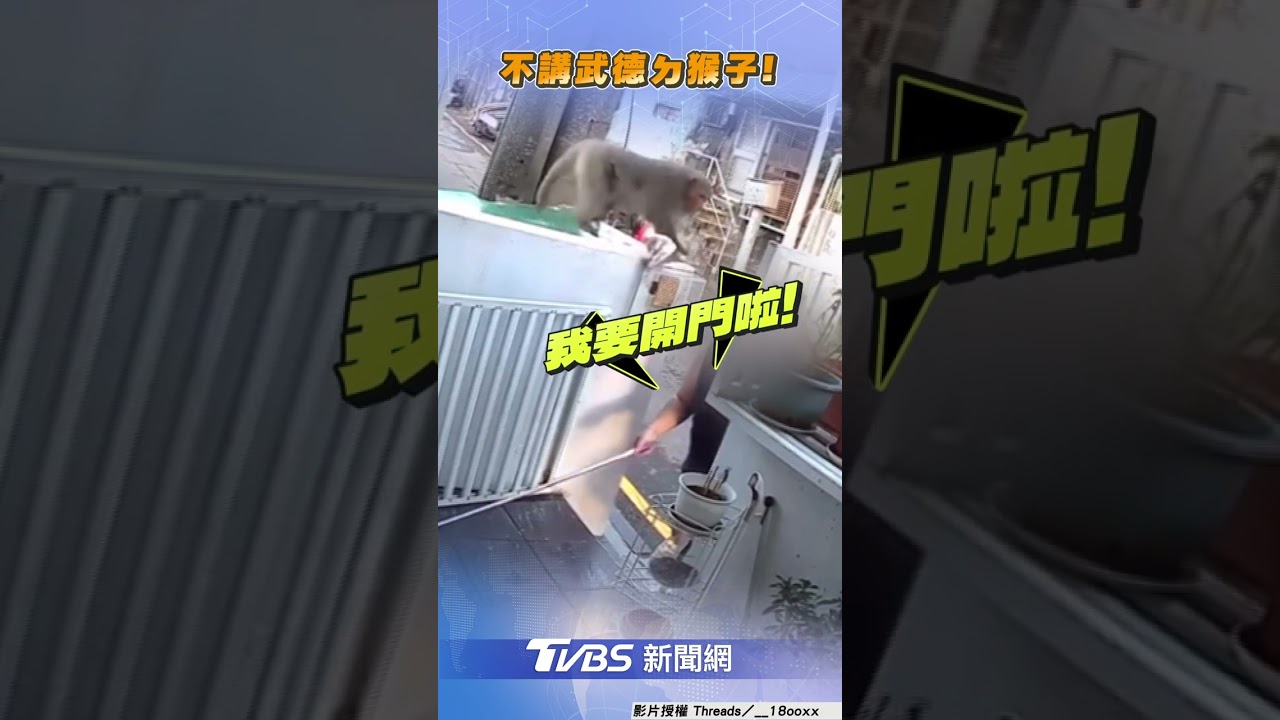 太囂張!高雄獼猴闖民宅偷食、粗暴巴頭 女師崩潰:不敢殺生