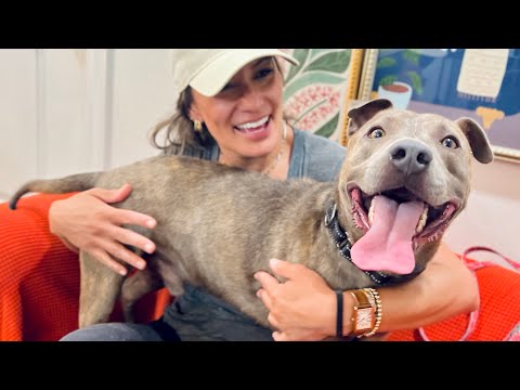 Dog for adoption - Cheezer Dorito loves on a whole other level, a Pit ...