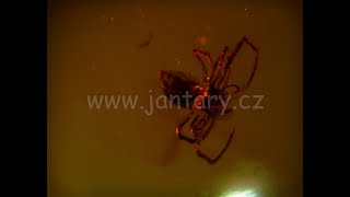 Křídový jantar B-81