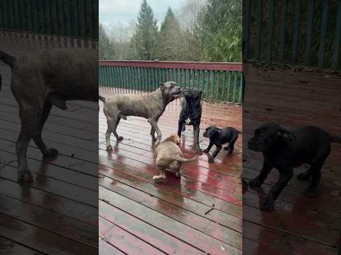 Cane Corso alpha Dog Controls Energy of the Pack #canecorso #dog #corso #dogsofyoutube #shortvideo