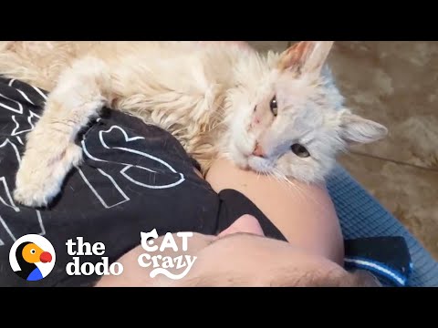 Cat Left On The Street By His Owners Won't Stop Kissing His New Mom On Her Nose | The Dodo Cat Crazy