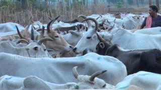 Cattle Market, Srikakulam, Andhra Pradesh