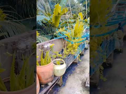 our garden 🏡🏡#viralshort #garden #ipsita's daily life 💕🧬
