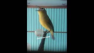 Download lagu Burung Pleci dakbal nembak sejalur cocok buat masteran pleci lain #kicaumania #burung #burungkicau mp3 Download lagu Burung Pleci dakbal nembak sejalur cocok buat masteran pleci lain #kicaumania #burung #burungkicau mp3