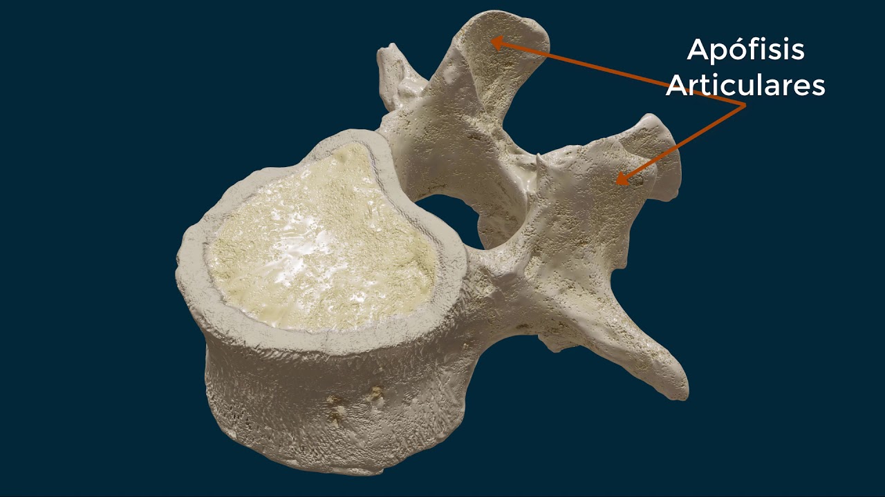 Cómo es una vértebra?