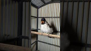 Download lagu Suara burung kutilang gacor full ngoceh mp3 Download lagu Suara burung kutilang gacor full ngoceh mp3