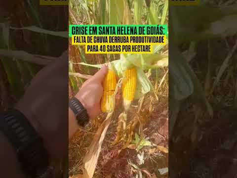 PREJUÍZO NA SAFRINHA DE MILHO EM SANTA HELENA DE GOIÁS.