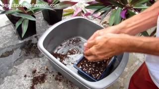 How to grow Tradescantia plants from seeds - part two