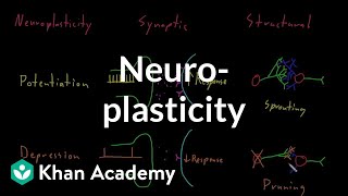 Neuroplasticity | Nervous system physiology | NCLEX-RN | Khan Academy