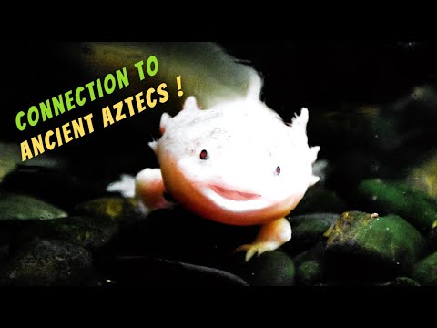 Axolotl -The Endangered species