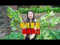 媳婦新學一道菜 酸辣蘿蔔絲 清脆爽口