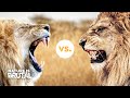 When Lions Cross Into Forbidden Territory I Nature Is Brutal