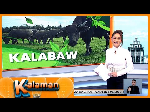 K-Alaman: Carabao Frontline Pilipinas