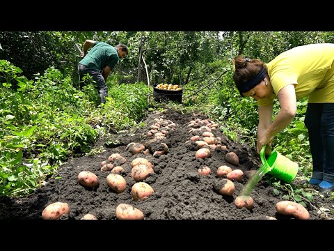 , title : 'Good Potato Harvest | A Day in the Village'