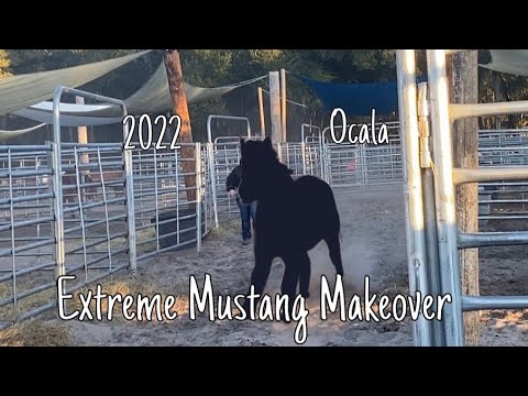 Extreme Mustang Makeover 2022 | Ocala