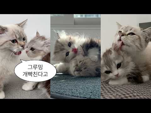 YouTube 썸네일