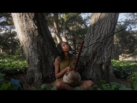 Silent Tree (Eclipse Meditation) - Healing Ngoni Frequencies - Soften into Change