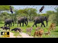 4K African Wildlife Animals Discover The Amazing Beauty Of African Wildlife Discovery Channel