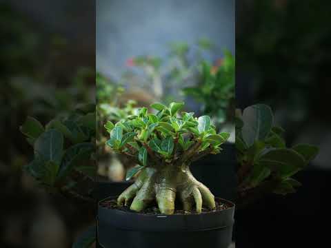 Wüstenrose. Garten. Adenium. Bonsai. Zierpflanze. Zimmerpflanze. #Pflanzen #Adenium