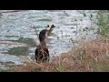 Cormorant Eats Big Fish