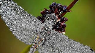 The Woodland Chronicles – Week 26. Physical Initiations.