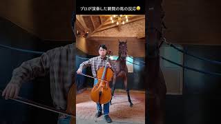Download lagu プロチェリストが演奏した瞬間の馬の反応が面白い #チェロ　#橋本專史 mp3