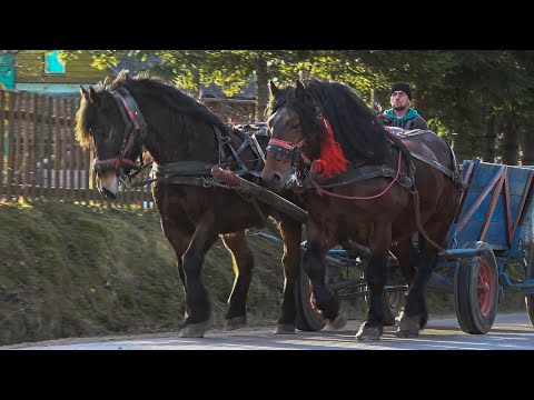 Caii lui Marius de la Marisel, Cluj - 2025 Nou!!!