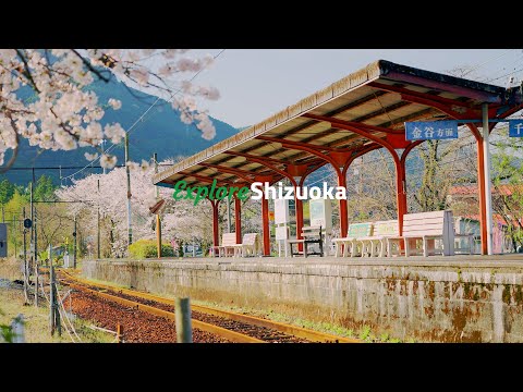 【4K】Green Tea Farm Experience in Kawane (English) | Explore Shizuoka