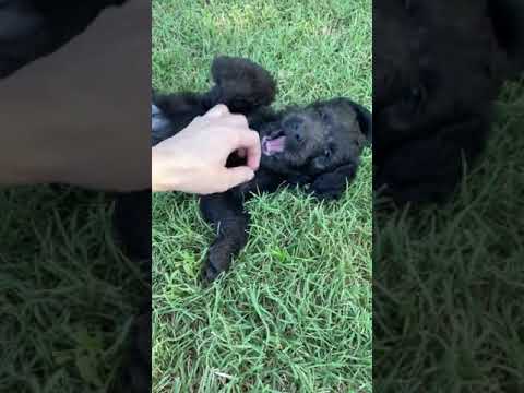 Meet Jet the silly little F1bb Puppy