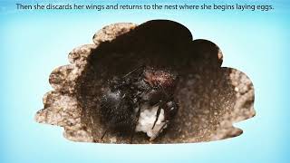 NCERT Class 7 English An Alien Hand | Chapter 1: The Tiny Teacher