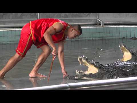 Шоу крокодилов