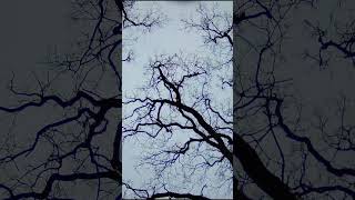 ShotKam Rückblick – Highlights der letzten Jahre 🎥🦆 #shotkam #hunting #huntingshorts #povhunting