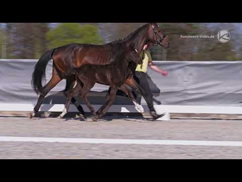 Fohlen von Bohemian - Finest