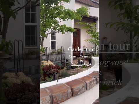 緑の壁のモダンな家のスイミングプール