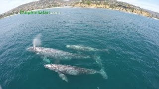 Rare Twin Whale Calves Seen off Dana Point by Whale Watching Boat