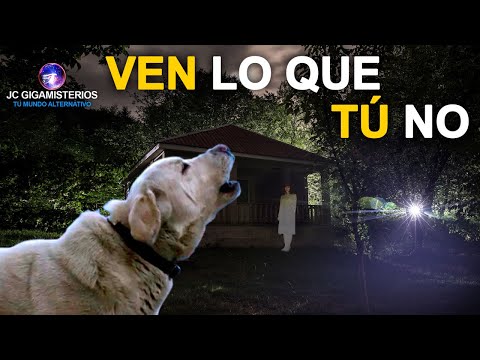 12 THINGS DOGS CAN SEE and FEEL but YOU CAN'T