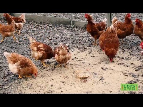 Pigmentary scuro si macchia su una testa del membro Le lentiggini come si libererà da loro