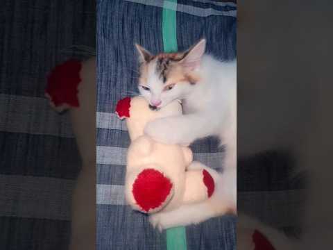 kaha busyy tha... 😩#moiza #trendingshorts #viralvideo #cutecat #cutevoice