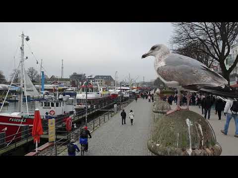Die Warnemünder Möwe auf der Suche nach dem nächsten Opfer 😁😍