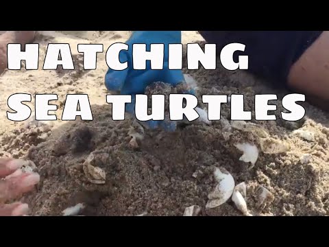 Loggerhead Turtles Hatching and Rescue |  loggerhead sea turtle |