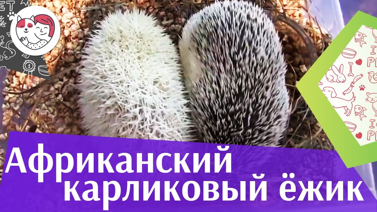 Африканский карликовый ёжик Важно знать на ilikepet