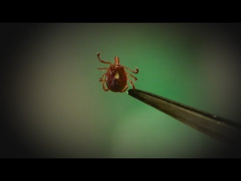 コロラド州があなたのダニを求めています