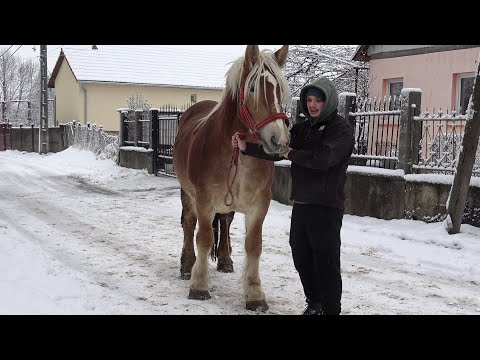 Caii lui Gabi de la Lugasu de Sus, Bihor - 2026 Nou!!!