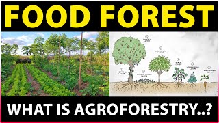 Food Forest | What is Agroforestry? | Permaculture / Natural Farming
