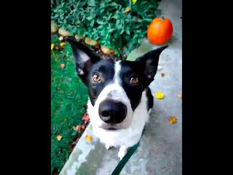 Experience - by Ludovico Einaudi | full version | Dog Photography edition🐾 | #dog