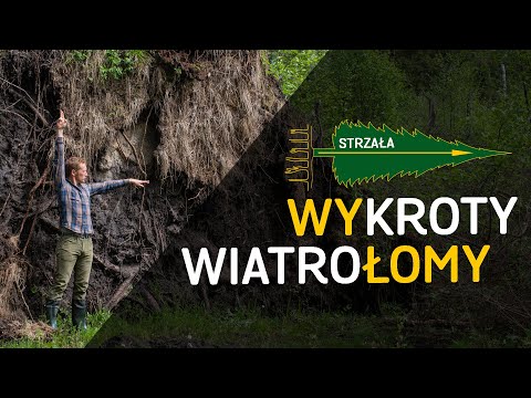 Wykroty, korzenie i inne "wały" - o Lesie #31